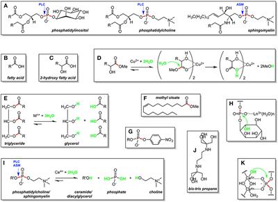 Metal-Assisted Hydrolysis Reactions Involving Lipids: A Review